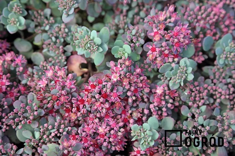 Rozchodnikowiec naskalny