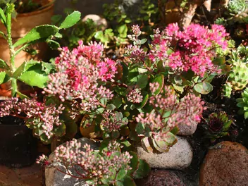 Rozchodnikowiec naskalny - zdjęcie 2