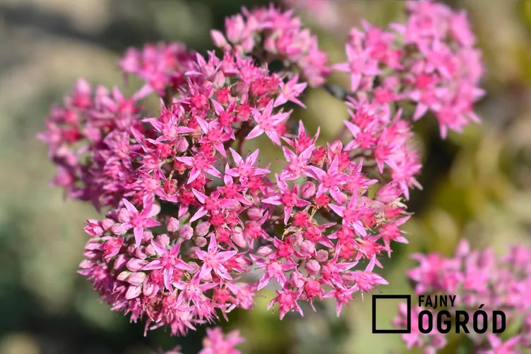 Rozchodnikowiec naskalny