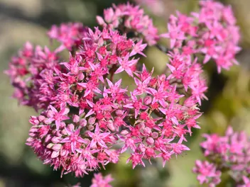 Rozchodnikowiec naskalny - zdjęcie 3