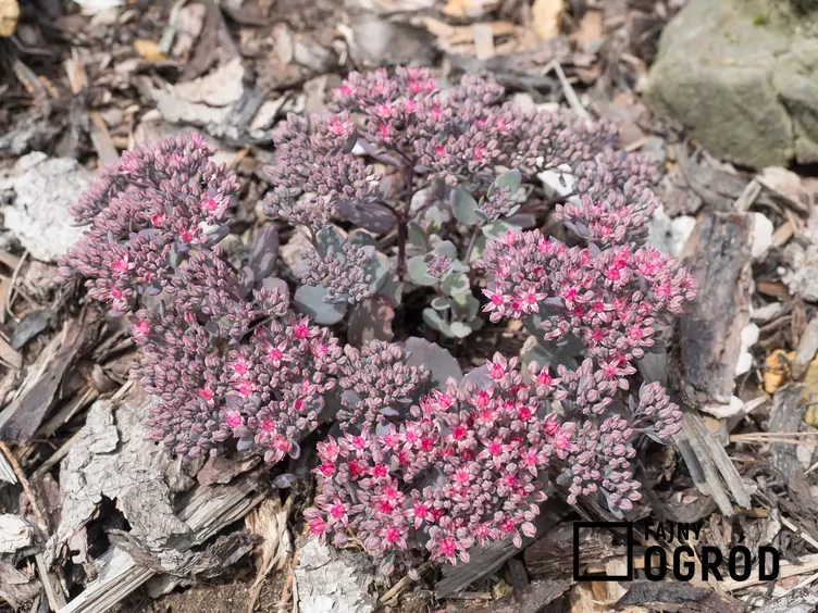 Rozchodnikowiec naskalny