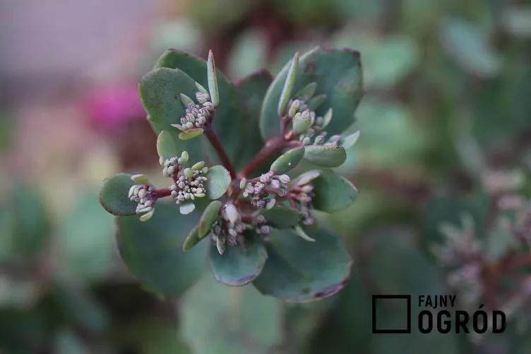 Rozchodnikowiec naskalny - zdjęcie 5