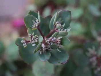 Rozchodnikowiec naskalny - zdjęcie 5