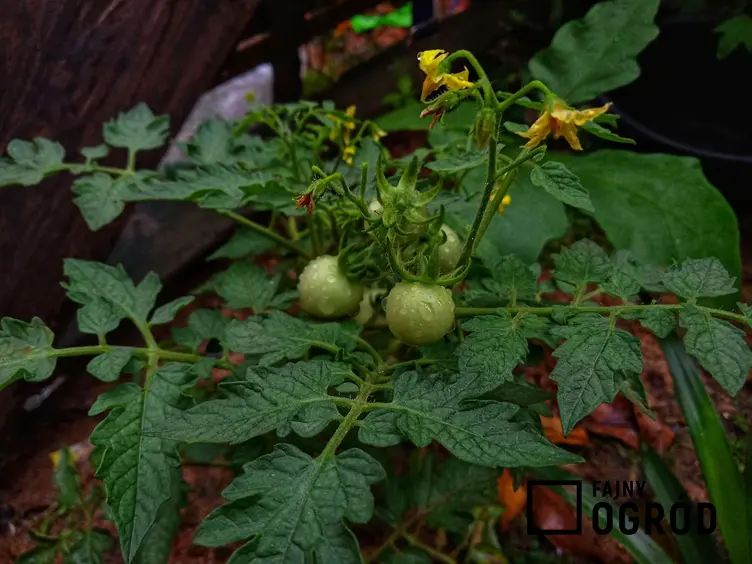 Pomidor drobnoowocowy