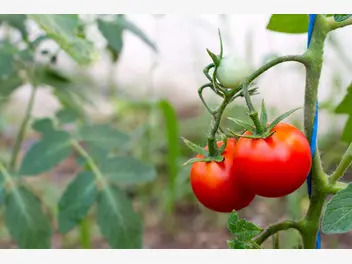 Pomidor koktajlowy - zdjęcie 5
