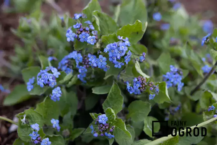 Brunnera wielkolistna