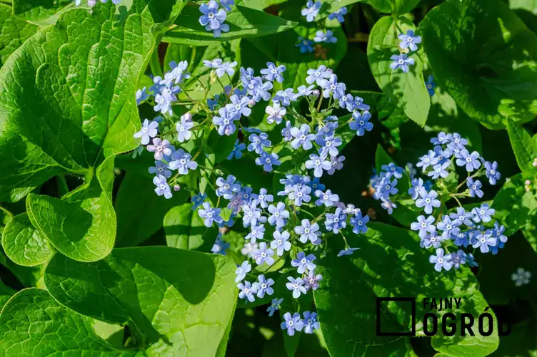 Brunnera wielkolistna - zdjęcie 5