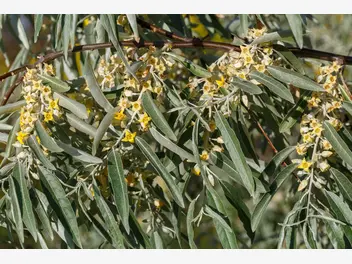 Ilustracja rośliny oliwnik wąskolistny