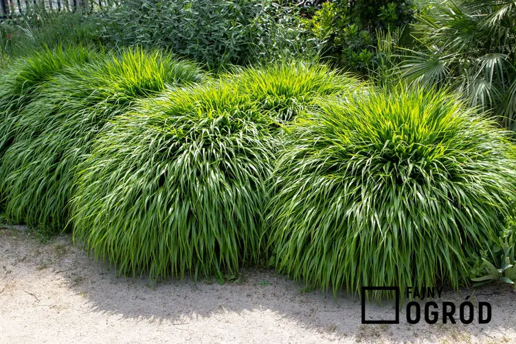 Zdjęcie przedstawia trawę bambusową