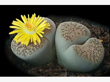 Ilustracja rośliny żywe kamienie