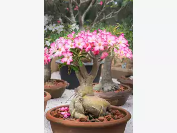 Adenium arabskie - zdjęcie 4