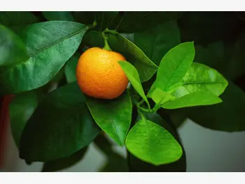 Ilustracja rośliny mandarynka