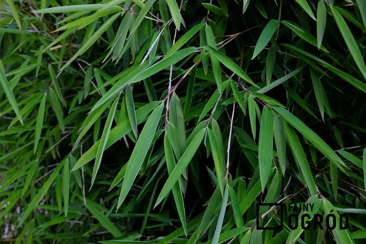 Zdjęcie przedstawia bambus ogrodowy