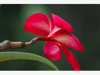 Plumeria czerwona - zdjęcie 3
