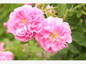 Róża damasceńska - zdjęcie 2