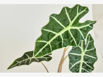 Ilustracja rośliny alokazja amazońska 'polly'