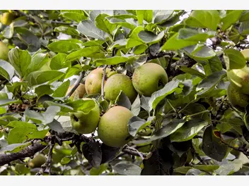 Zdjęcie ilustrujące jabłoń 'szara reneta'