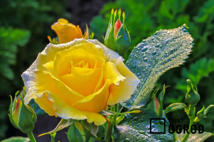 Róża wielkokwiatowa 'Casanova' - zdjęcie 5