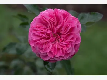 Zdjęcie ilustrujące róża rabatowa 'leonado da vinci'