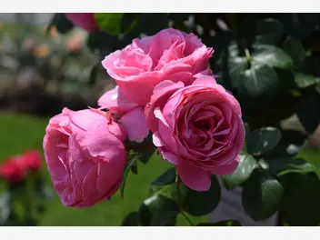 Róża rabatowa 'Leonado da Vinci' - zdjęcie 2
