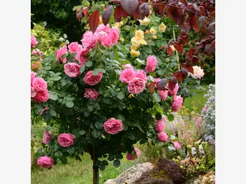 Róża pienna 'Jasmina' - zdjęcie 2