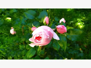 Róża pienna 'Jasmina' - zdjęcie 3
