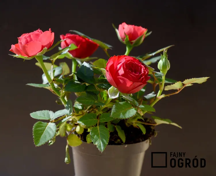 Róża miniaturowa 'Zwergenfee'