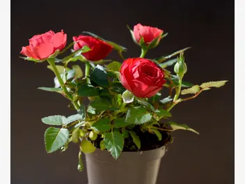 Ilustracja rośliny róża miniaturowa 'zwergenfee'