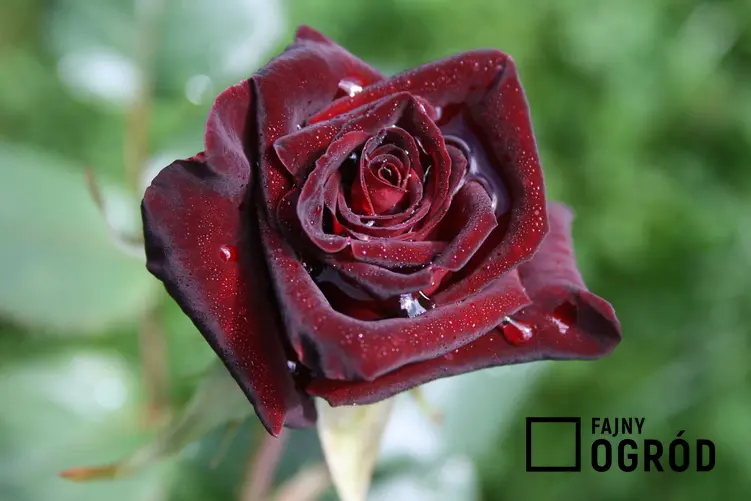 Róża black baccara