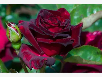Ilustracja rośliny róża wielkokwiatowa 'black baccara'