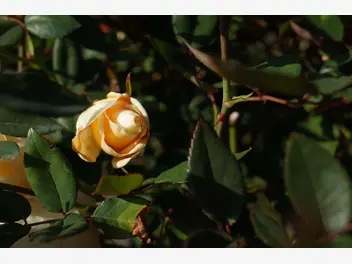 Róża herbaciana 'Lady Hillingdon' - zdjęcie 3