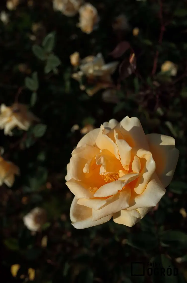 Róża herbaciana 'Lady Hillingdon' - zdjęcie 5