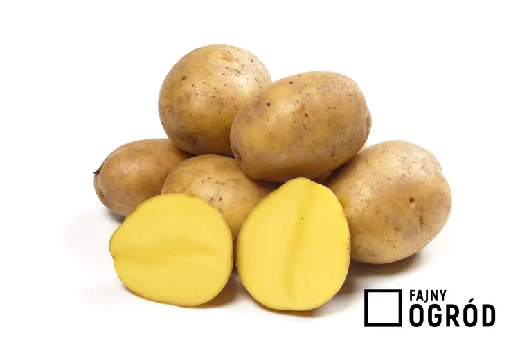 Zdjęcie przedstawia ziemniak 'gala'