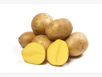 Ilustracja rośliny ziemniak 'gala'