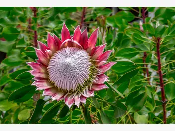 Zdjęcie ilustrujące protea królewska