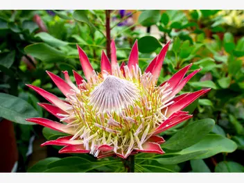 Protea królewska - zdjęcie 2