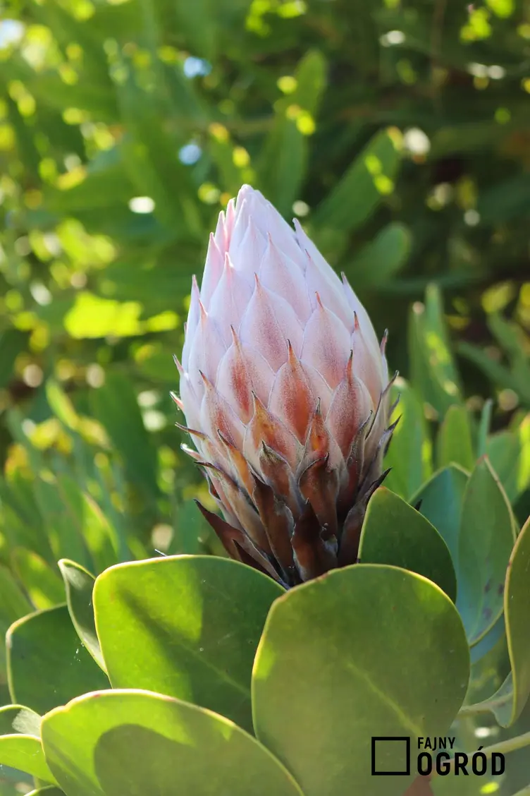 Protea królewska - zdjęcie 5