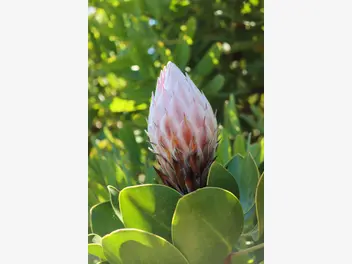 Protea królewska - zdjęcie 5