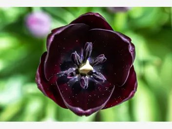 Tulipan ‘Queen of Night’ - zdjęcie 5