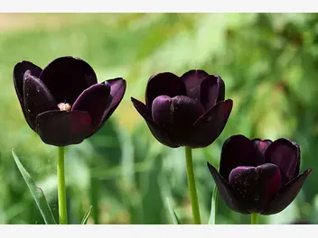 Zdjęcie ilustrujące tulipan ‘queen of night’