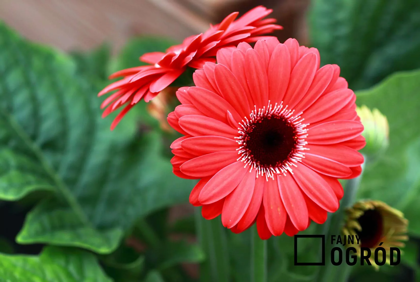 Gerbera Jamesona Katalog Ro lin