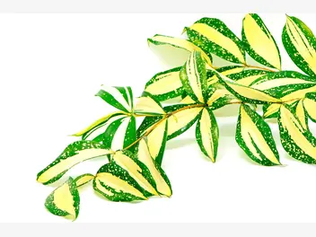 Ilustracja rośliny dracena rozgałęziona 'milky way'