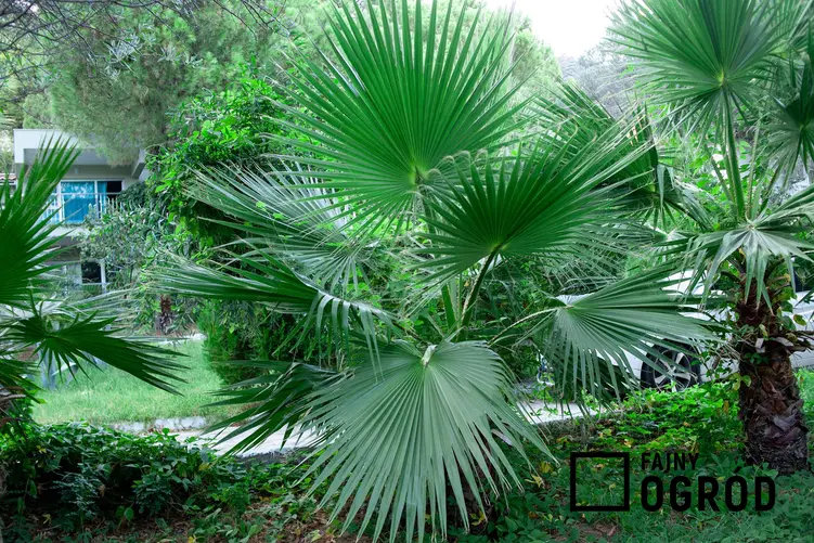 Palma livistona