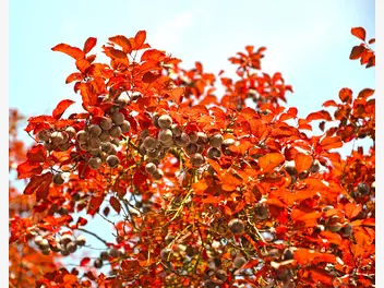 Śliwa wiśniowa ‘Pissardii’ - zdjęcie 3