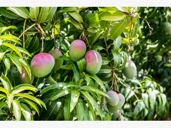 Ilustracja rośliny mango indyjskie