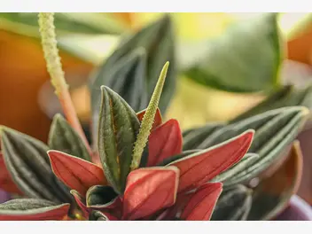 Ilustracja rośliny peperomia kędzierzawa 'rosso'