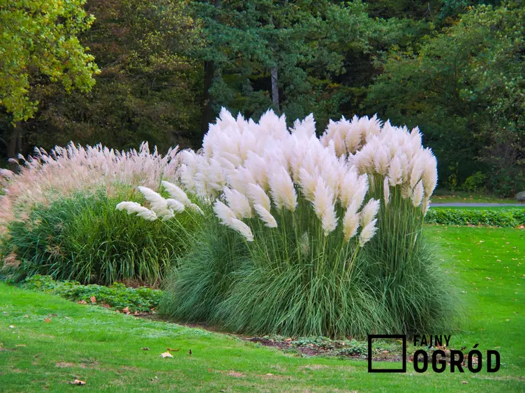 Zdjęcie przedstawia trawę pampasową różową