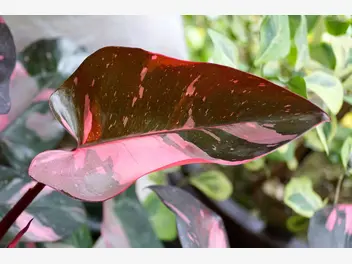 Ilustracja rośliny filodendron 'pink princess'