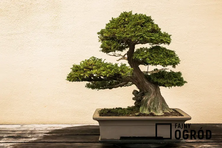 Ilustracja bonsai