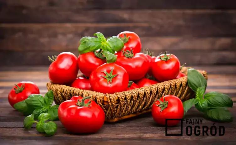 Ilustracja odmiany pomidorów